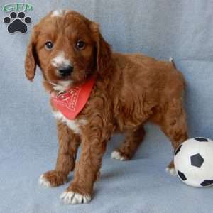 Leo (medium), Goldendoodle Puppy